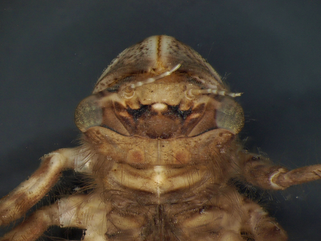 Libellula quadrimaculata